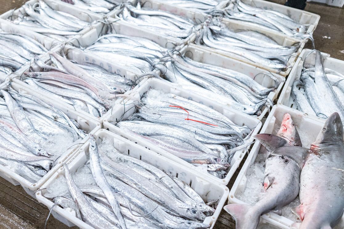 买带鱼，选“黄眼睛还是黑眼睛”的？牢记3不买，挑选带鱼简单了