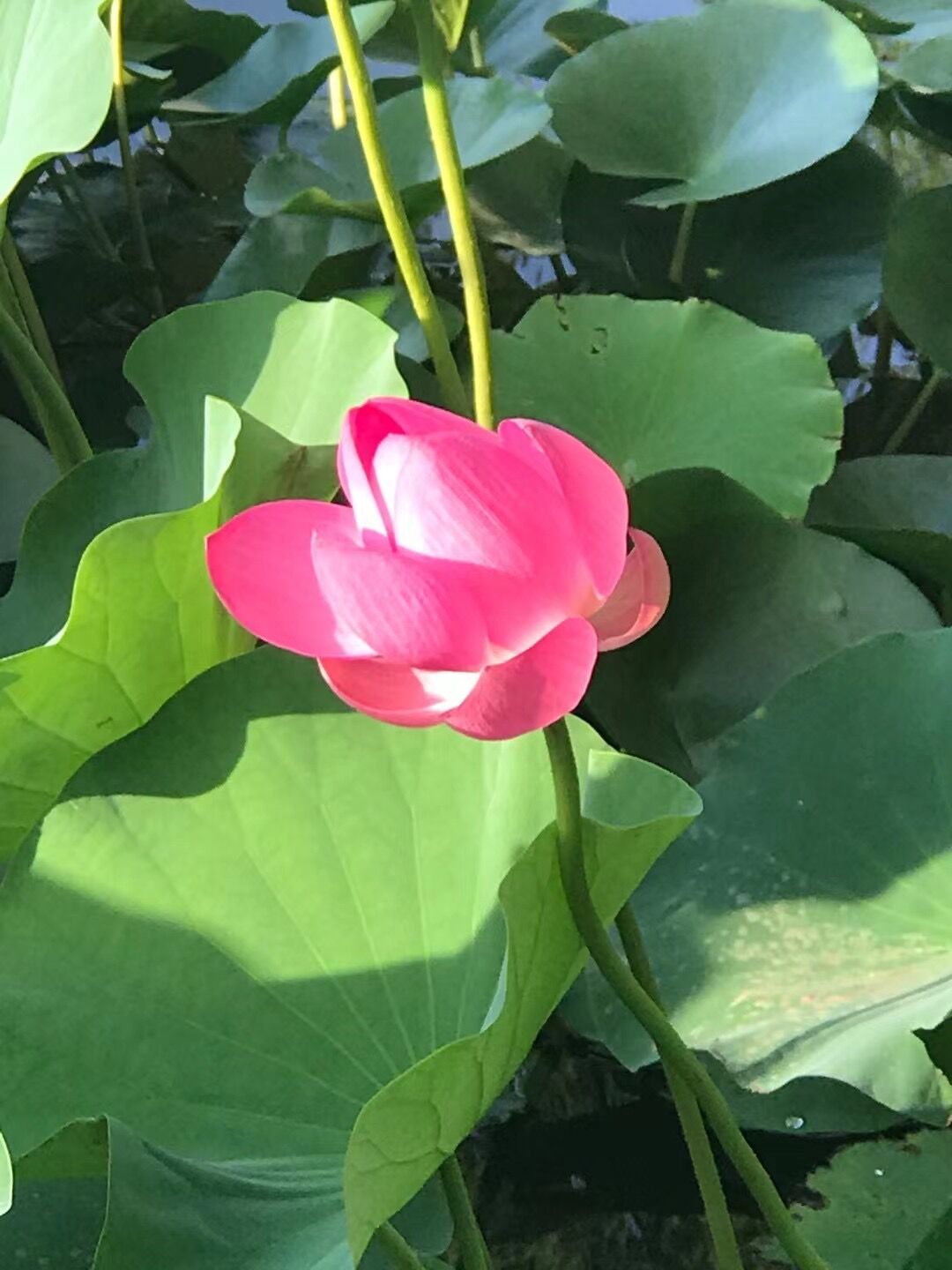 烧红香——愿做生命一只莲