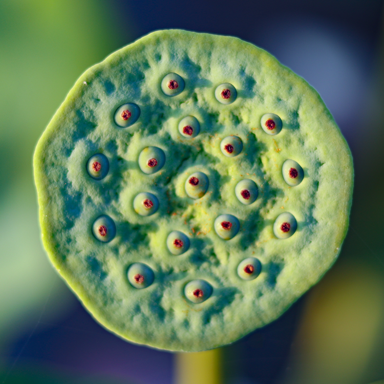 你有密集恐惧症吗？7张图测试一下，看看你能坚持到第几个