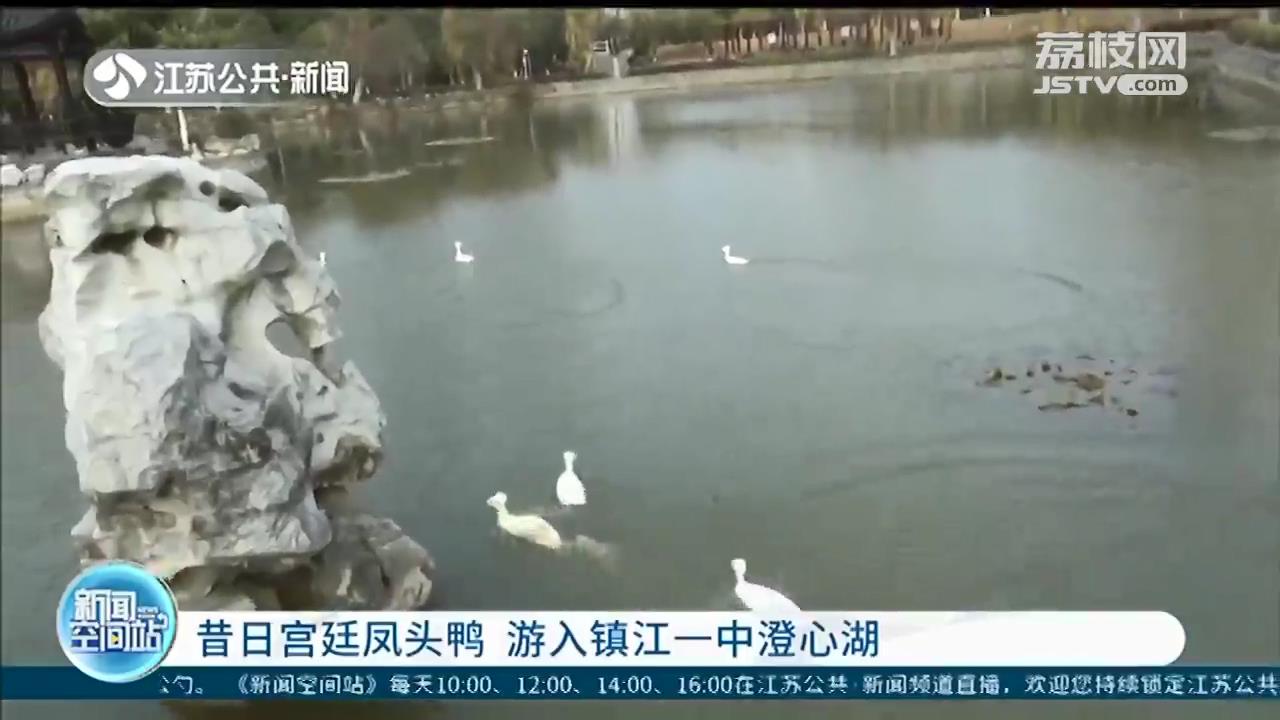 快看！“宫廷鸭”——乌嘴凤头白鸭畅游镇江一中学湖面