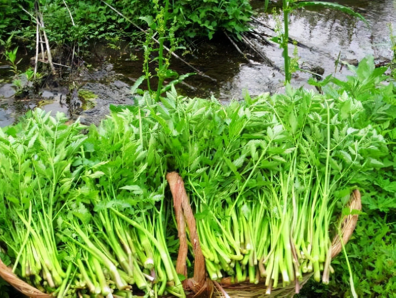 31種野菜大合集，帶你認識不同的野菜和吃法，你想要的野菜這裡有