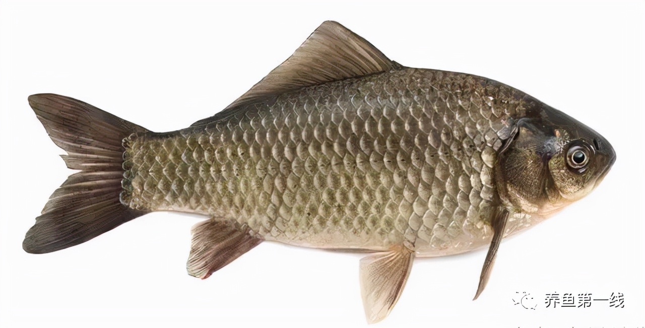 水生动物图文欣赏5鱼类的九种食性四大主要食性鱼类与五小类食性鱼类