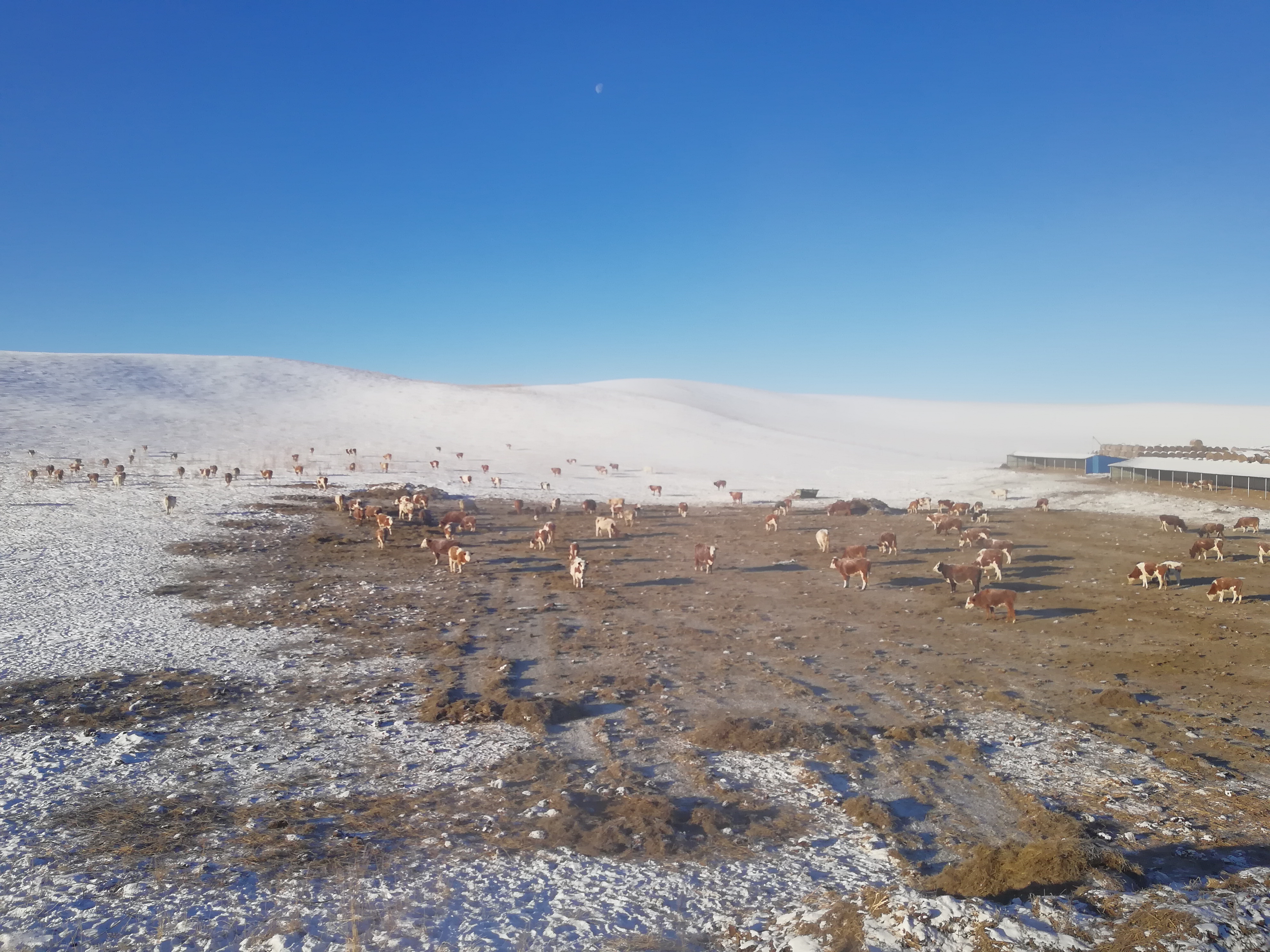 冬季的呼伦贝尔大草原,最朴素的美与冷的结合