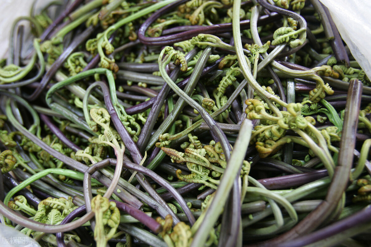 31種野菜大合集，帶你認識不同的野菜和吃法，你想要的野菜這裡有