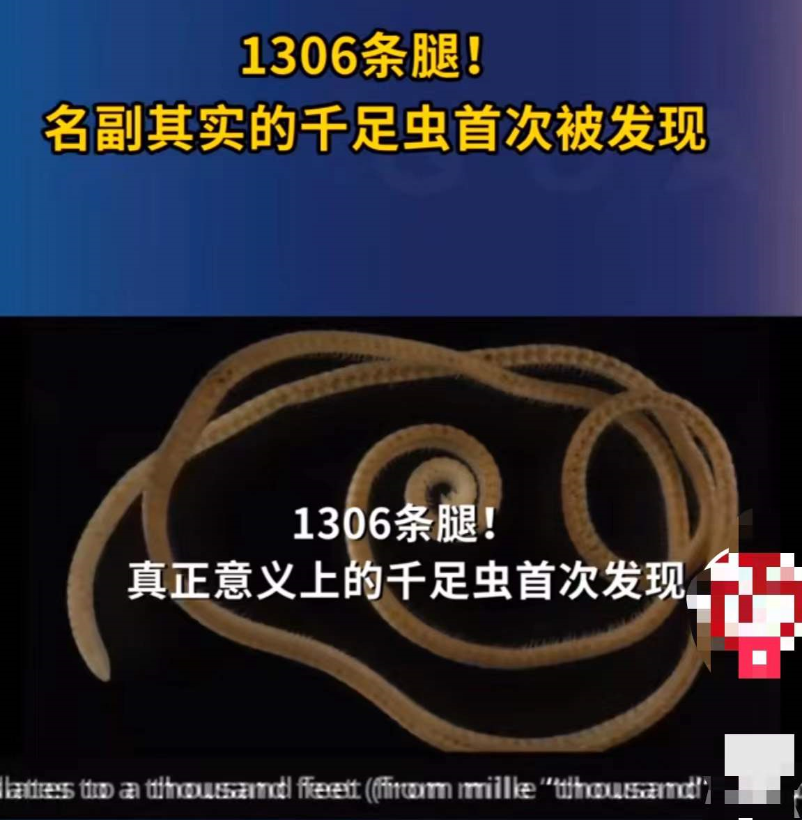 要成精?澳60米地下惊现1306条腿千足虫!究竟多毒,威胁多大