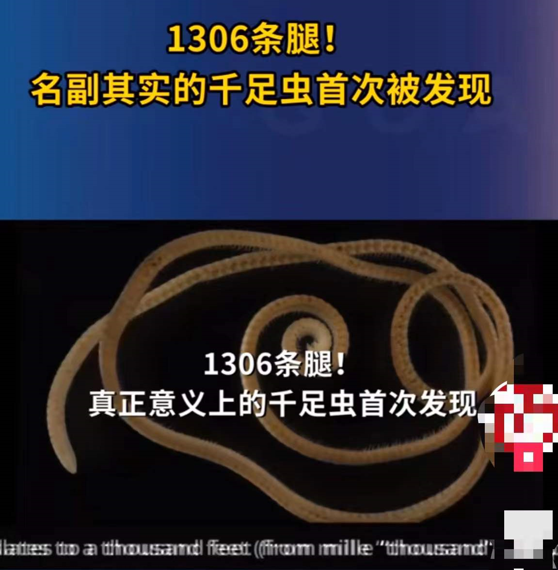要成精?澳60米地下惊现1306条腿"千足虫"!究竟多毒,威胁多大