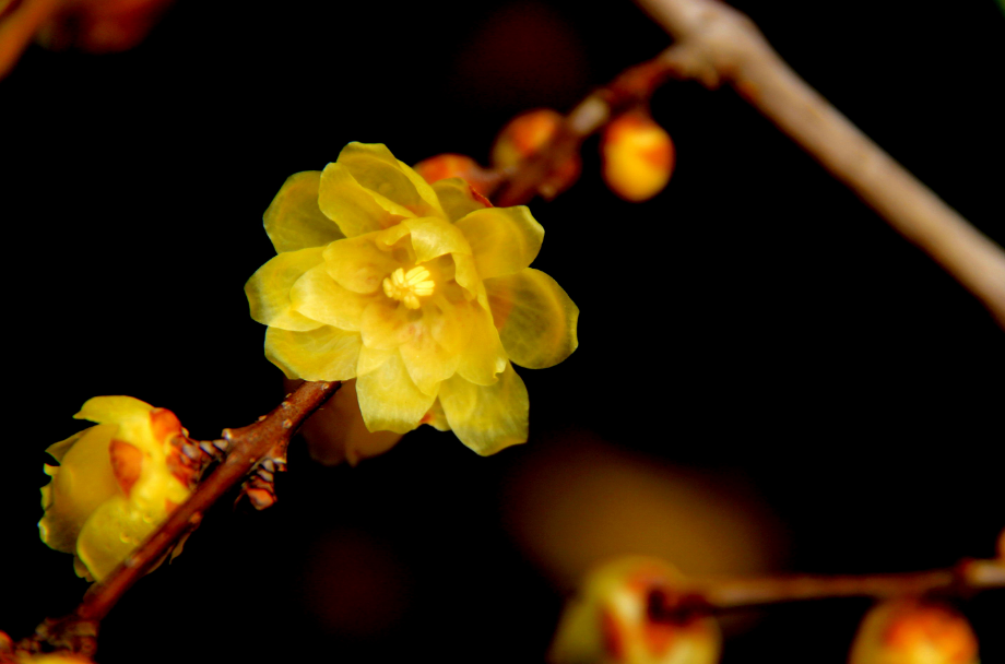 关于梅花的古诗全首描写腊梅的古诗词十首