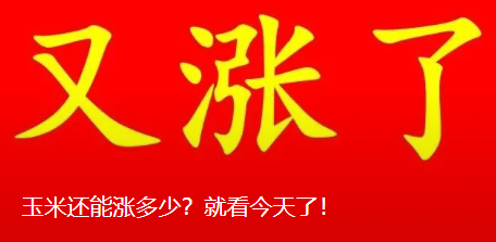 直涨30元！近期东北玉米最大涨幅