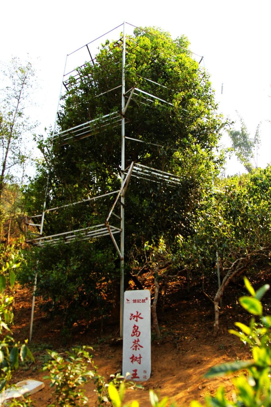 冰岛普洱,香高水柔,涩少苦轻,回甘持久,具有幽幽的冰糖韵.