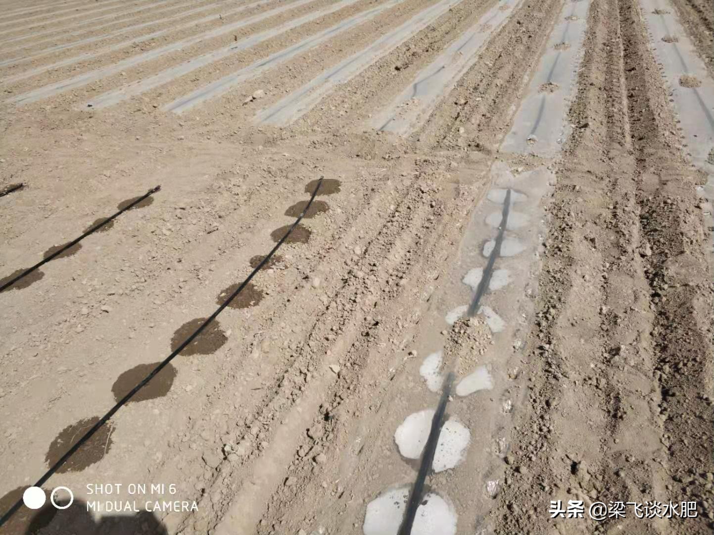 为什么盐碱地条件下，滴灌棉田遇到较大降雨会出现死苗的情况？