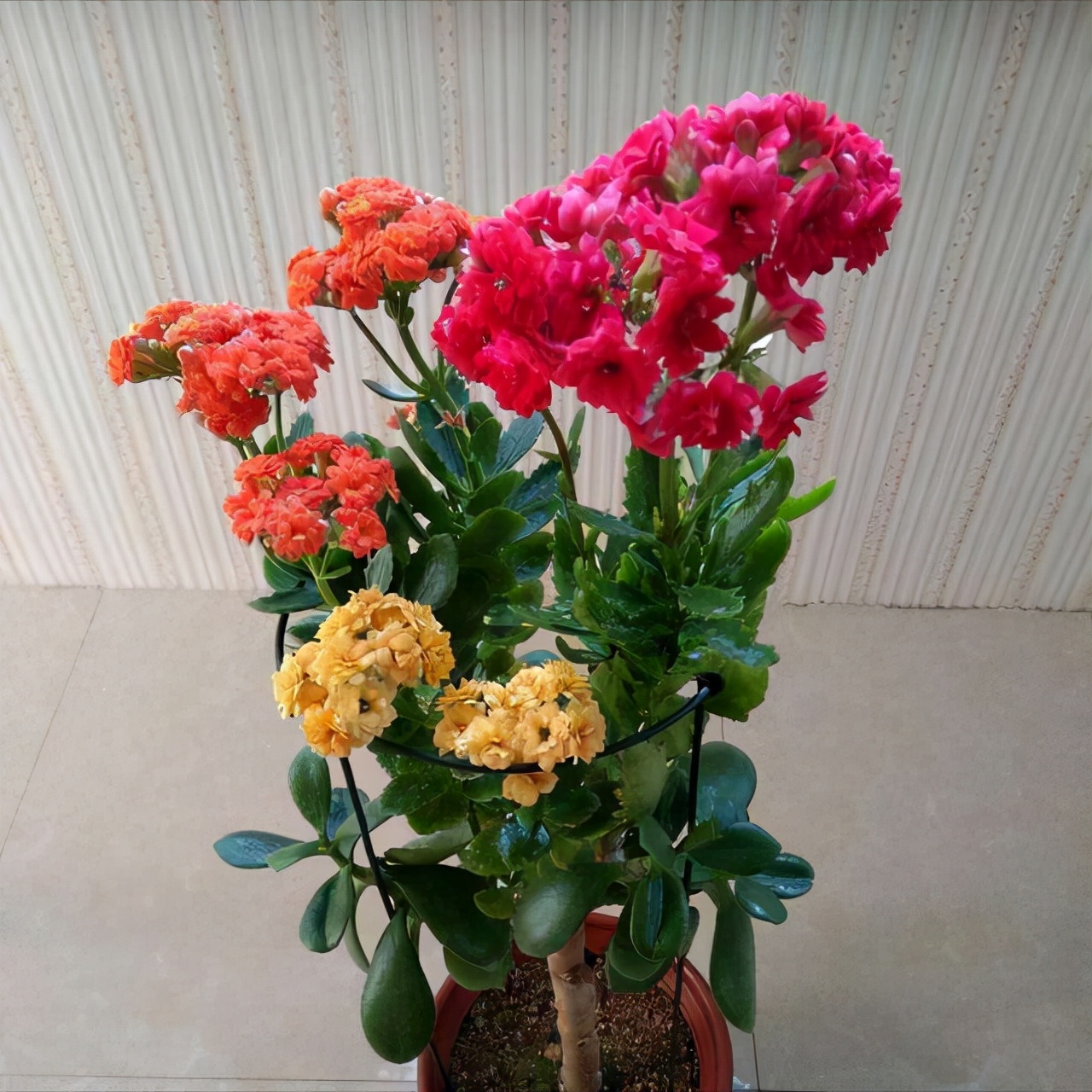 玉树砍一刀,插上长寿花,10天就成活,5个花色轮番开,变大花树