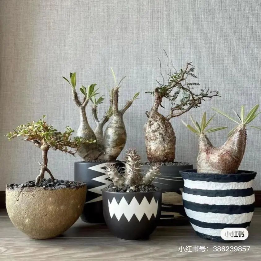 潮流圈开始“炒”植物了？花盆竟高达三四万