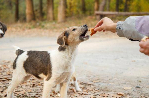这几种狗，简直是为护主而生，个个忠心耿耿