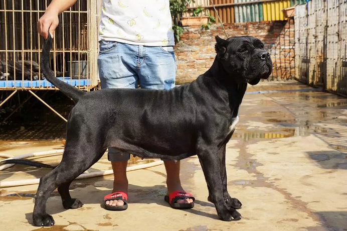 这几种狗，简直是为护主而生，个个忠心耿耿