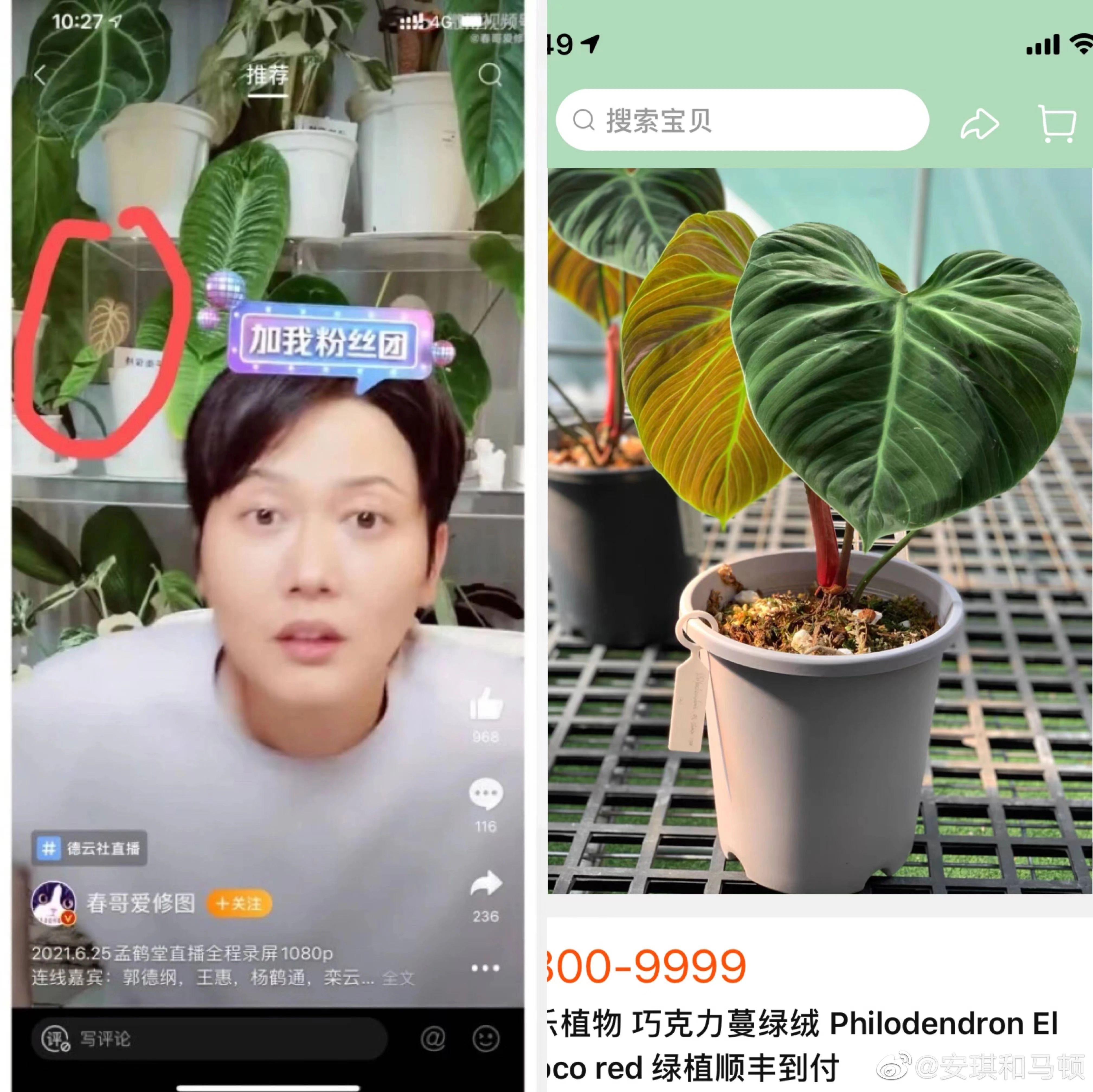 潮流圈开始“炒”植物了？花盆竟高达三四万