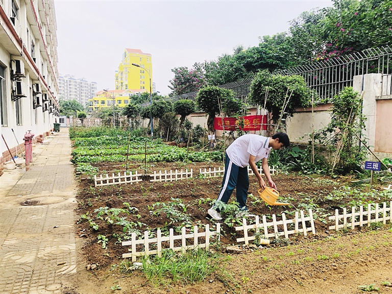 海南华侨中学初中部学生的“小菜地”(图2)