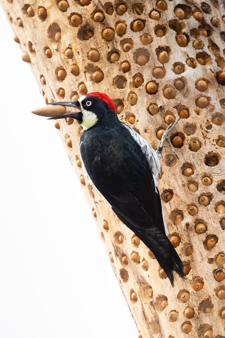 你有密集恐惧症吗？7张图测试一下，看看你能坚持到第几个