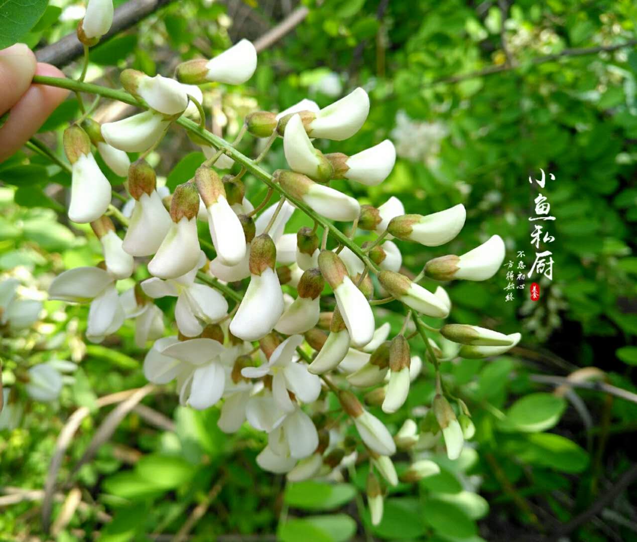 31種野菜大合集，帶你認識不同的野菜和吃法，你想要的野菜這裡有