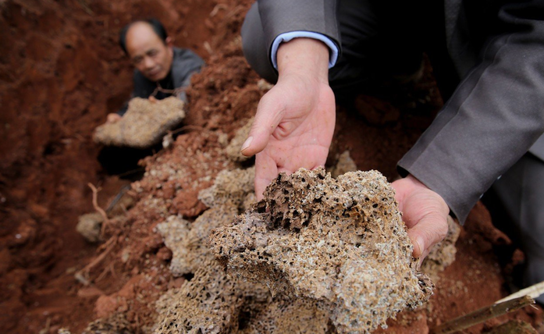 售价堪比黄金,长在白蚁窝里的菌类,挖到的人为何不愿卖?