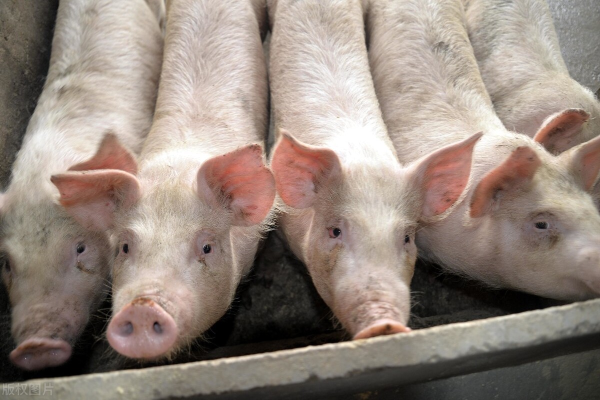 全国生猪价格涨跌表｜2022年1月5日，明日猪价不保，肉比菜贱出现