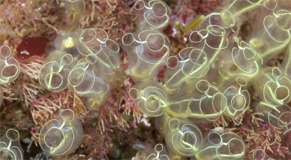 一般来说,海鞘具有两种繁殖方式,即性繁殖和无性繁殖.