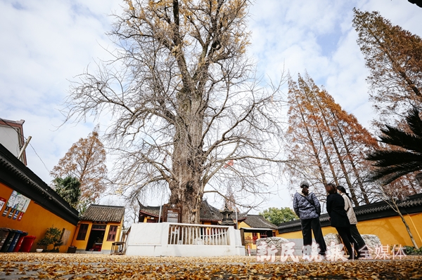 寻宋江南｜青浦金泽：在700岁古银杏树下探寻“不断云”