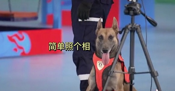 一夜之间，搜救犬二驴火遍全网！硬生生把比赛…搞成大型社死现场！网友排队求情