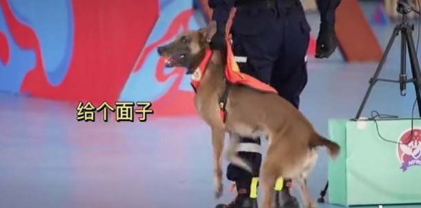 一夜之间，搜救犬二驴火遍全网！硬生生把比赛…搞成大型社死现场！网友排队求情