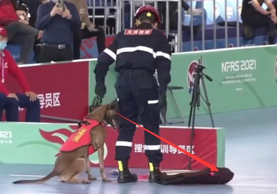 一夜之间，搜救犬二驴火遍全网！硬生生把比赛…搞成大型社死现场！网友排队求情