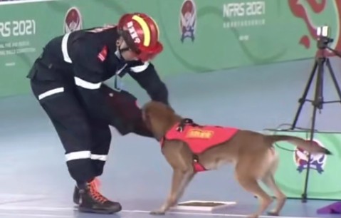 一夜之间，搜救犬二驴火遍全网！硬生生把比赛…搞成大型社死现场！网友排队求情