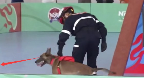 一夜之间，搜救犬二驴火遍全网！硬生生把比赛…搞成大型社死现场！网友排队求情