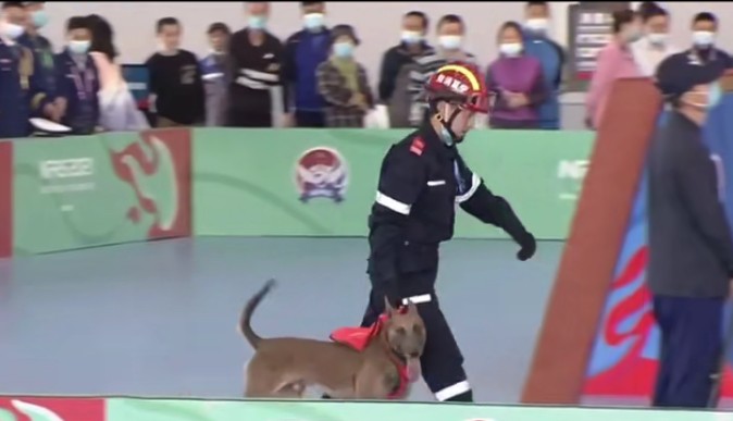 一夜之间，搜救犬二驴火遍全网！硬生生把比赛…搞成大型社死现场！网友排队求情