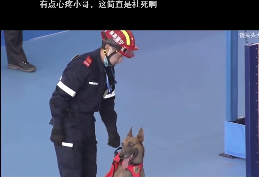 一夜之间，搜救犬二驴火遍全网！硬生生把比赛…搞成大型社死现场！网友排队求情