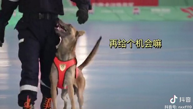 一夜之间，搜救犬二驴火遍全网！硬生生把比赛…搞成大型社死现场！网友排队求情