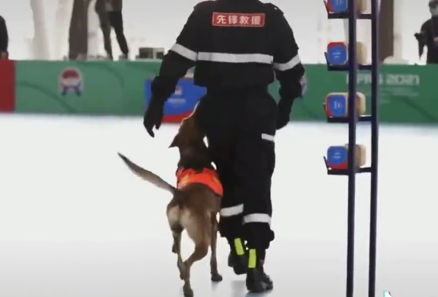 一夜之间，搜救犬二驴火遍全网！硬生生把比赛…搞成大型社死现场！网友排队求情