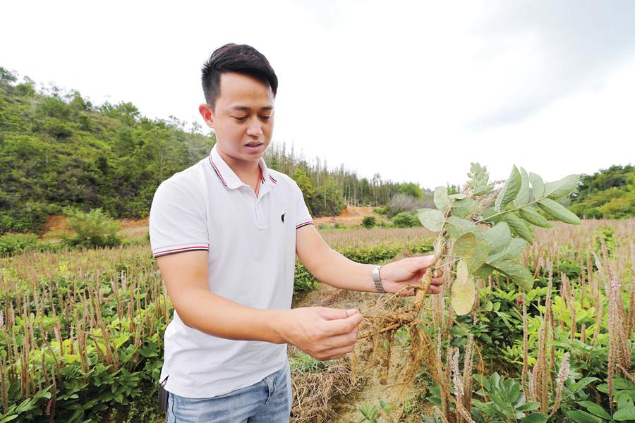 惠东90后小伙回乡深耕中药材产业链 带动农户致富