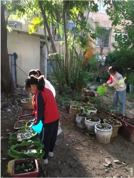 菁菁校园百草香---漳州市岳口小学被确定为全省中医药文化教育试点