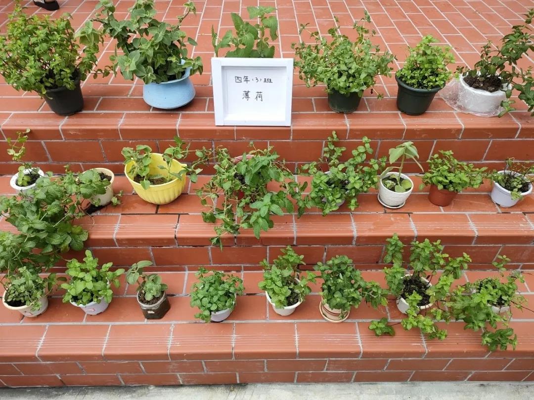菁菁校园百草香---漳州市岳口小学被确定为全省中医药文化教育试点