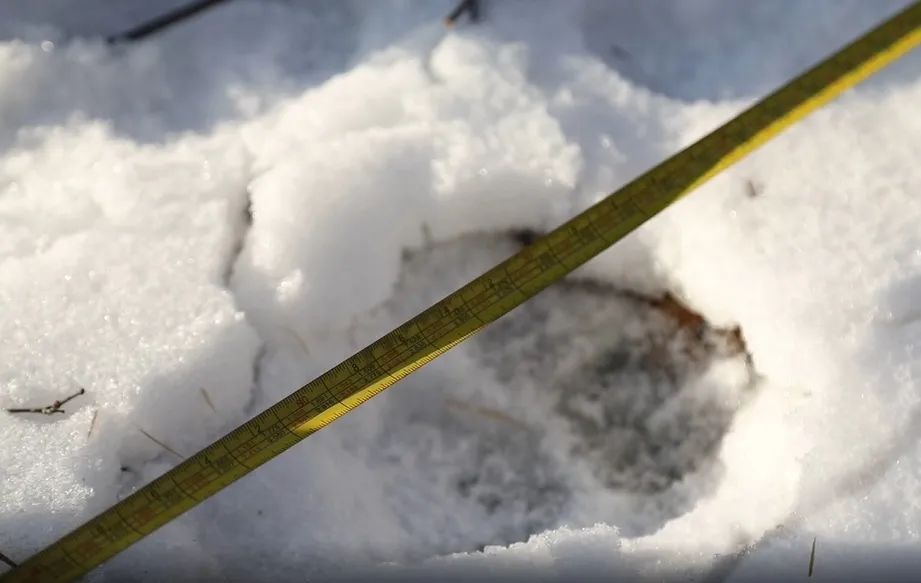 大爷做核酸路上发现东北虎脚印（黑龙江大爷做核酸路上发现雪地有神秘大脚印）-爱搭网