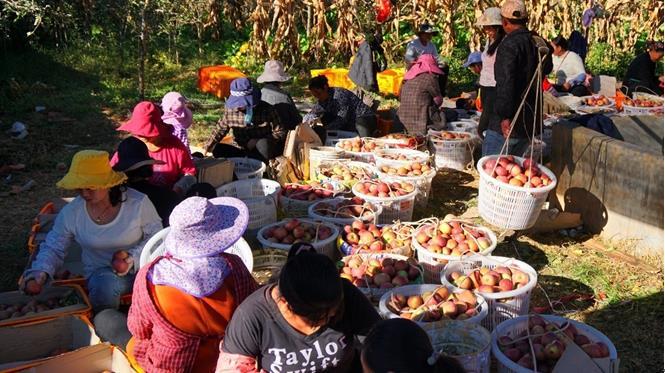 最新报告关注“互联网+果业”：电商化程度越高产业链越有韧性