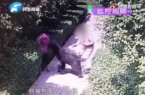 狗咬人事件气哭记者 狗主人被停职（登门道歉了）