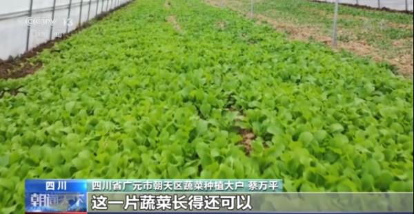 14億人每人每天3斤菜，我國“菜籃子”總量充足供應(yīng)有保障