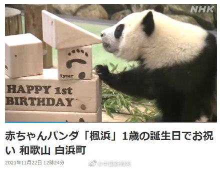 可爱！旅日大熊猫枫滨一岁了园方送生日礼物