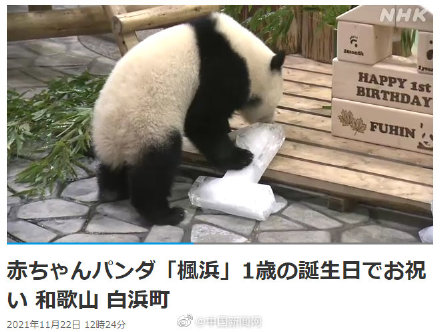 可爱！旅日大熊猫枫滨一岁了园方送生日礼物