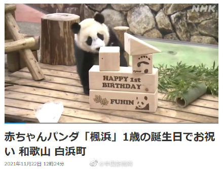 可爱！旅日大熊猫枫滨一岁了园方送生日礼物