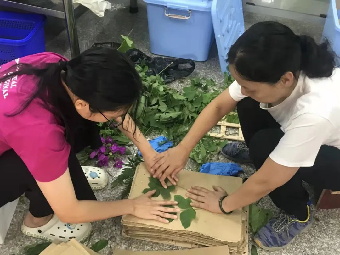 【技艺传承】人才领航传技艺！江门中医药职业学院开展中草药野外认采绝技绝艺教学创新