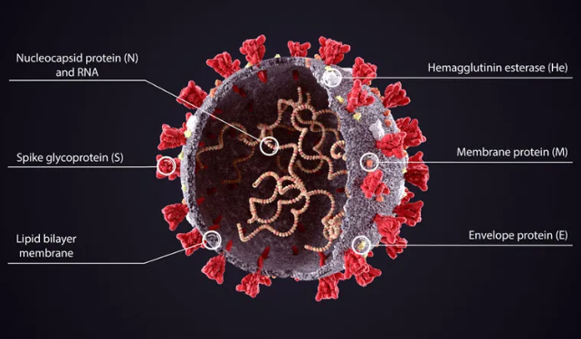 准备突袭：新毒株来袭挑战全球抗疫，投资者如何捕捉医药板块机会？