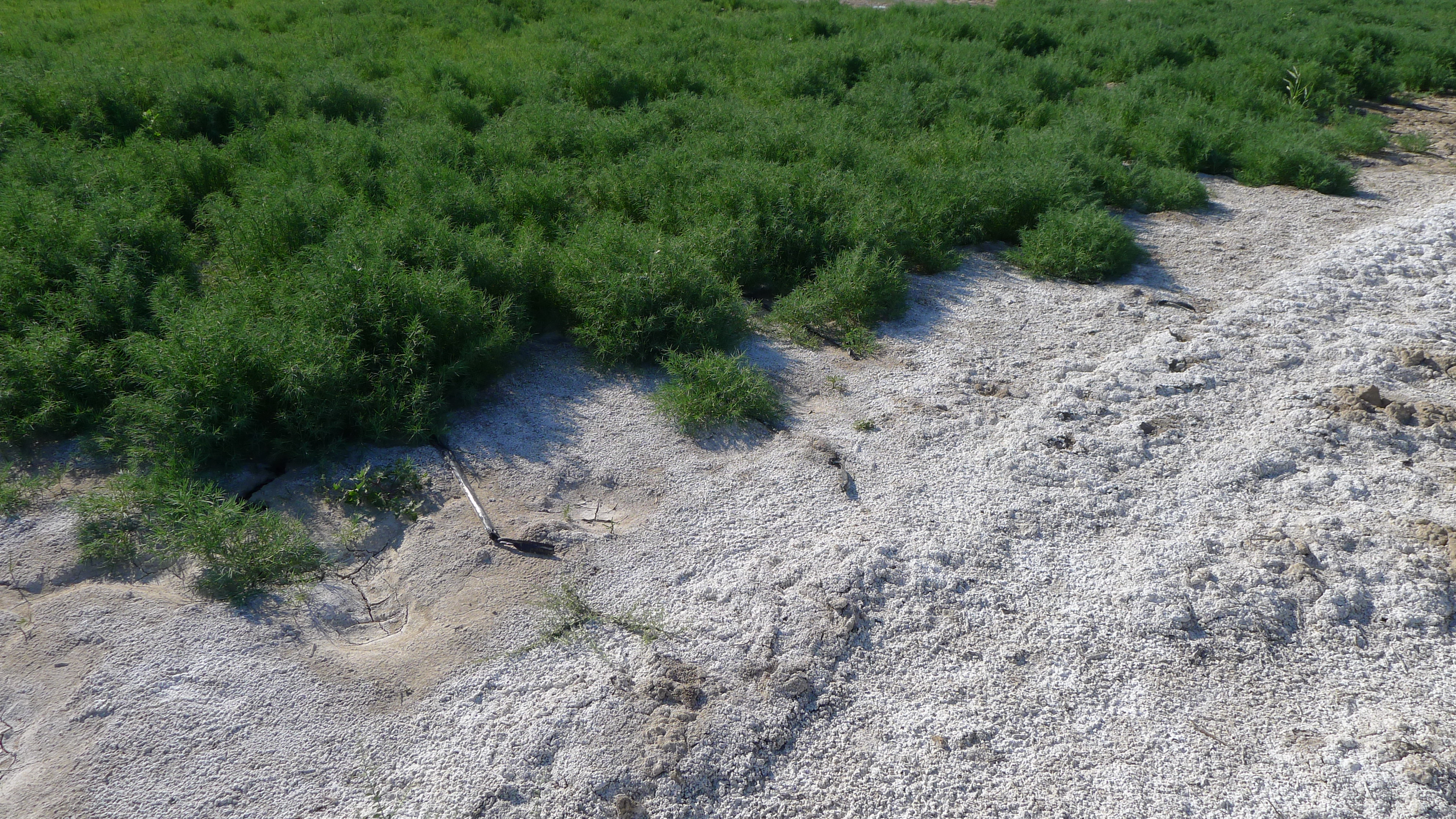 世界土壤日丨这些长在盐碱地上的“重口味”植物，了解一下？