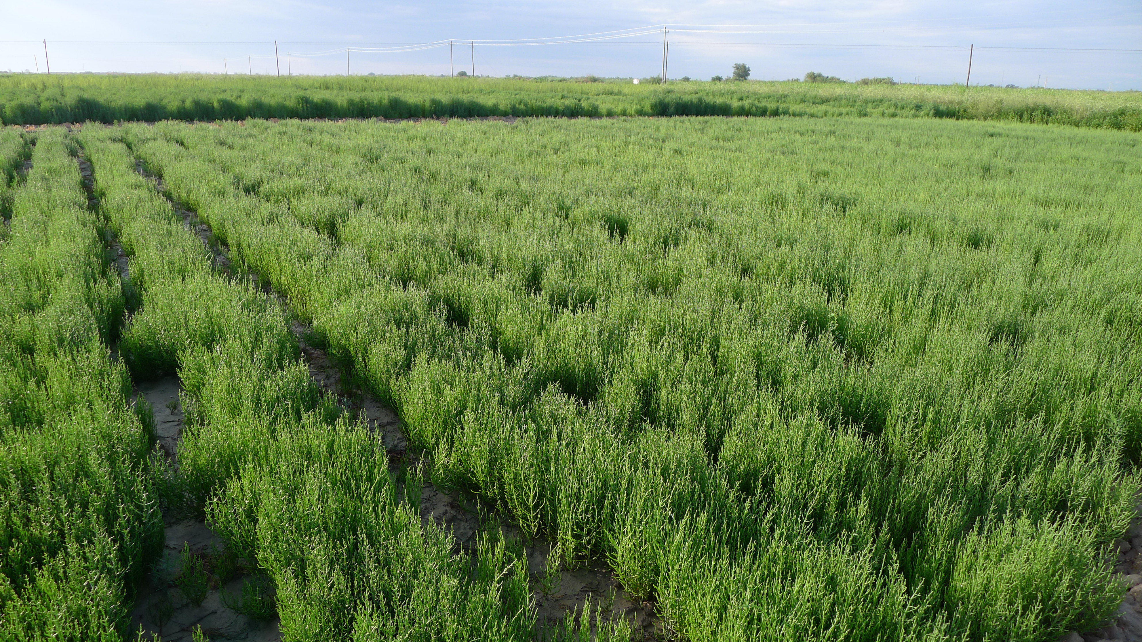 世界土壤日丨这些长在盐碱地上的“重口味”植物，了解一下？