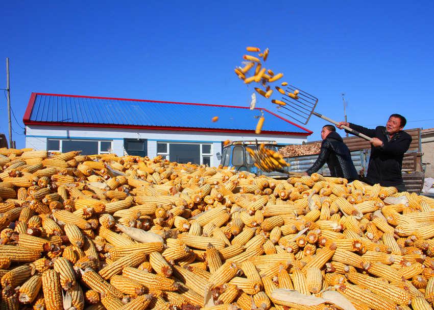 大豐收！吉林糧食總產量首次超800億斤
